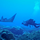 Illustration for article titled First Manta Ray Nursery Ever Discovered Shows Marine Protected Areas Matterem/em